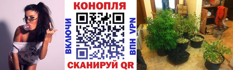 где найти   Ачинск  Конопля Ganja 